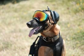 Military Working Dog