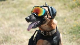 Military Working Dog